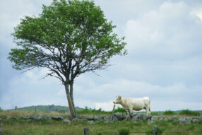 Reportage édito#15 AurélieChoiral